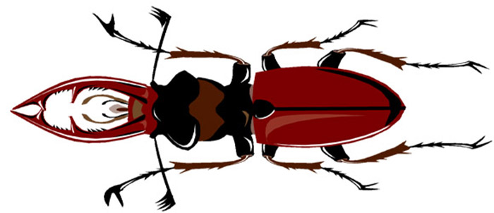 longhorn_beetle_700