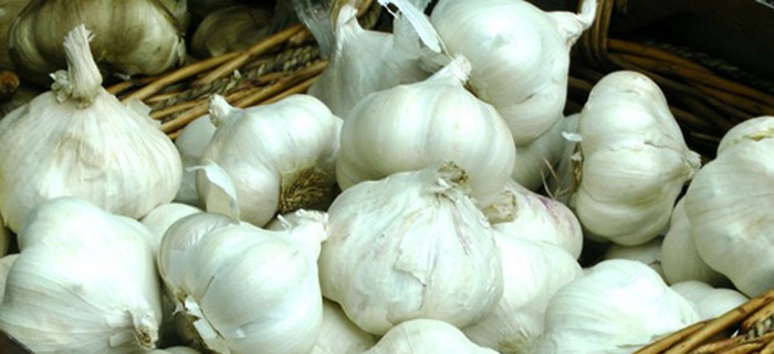 https://learn-landscaping.rutgers.edu/wp-content/uploads/2015/10/garlic_700.jpg