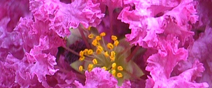 crepe myrtle flowers
