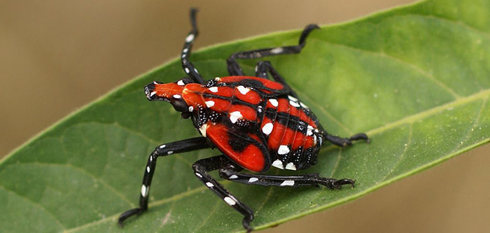 spotted lantern fly ny