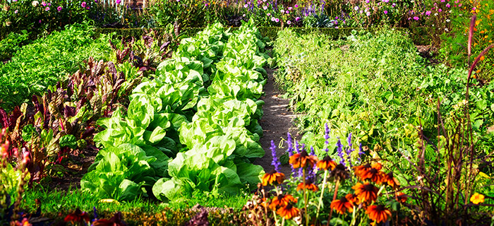 vegetable garden planner online