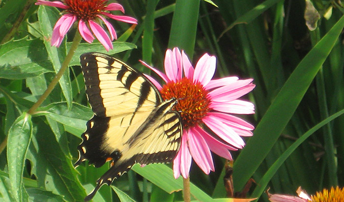 pollinators in your garden